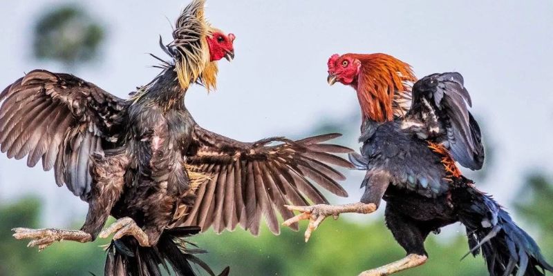 Tìm hiểu những đặc điểm của đá gà UU88