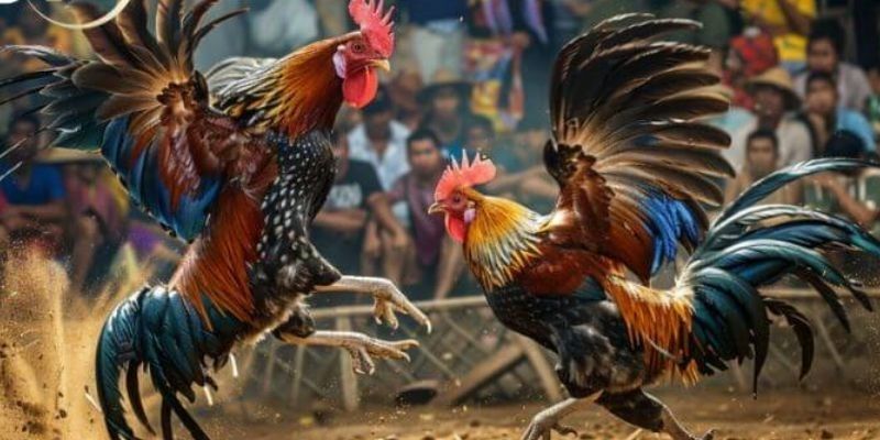 Loạt loài gà chiến được ưa chuộng