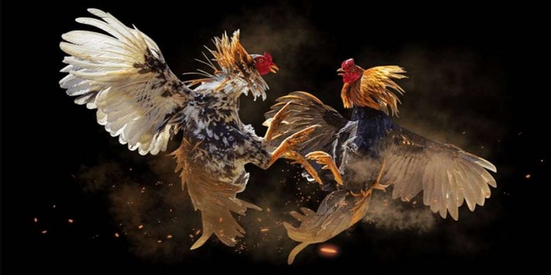 Những điểm nổi bật dễ nhận biết ở dòng gà chọi thi đấu